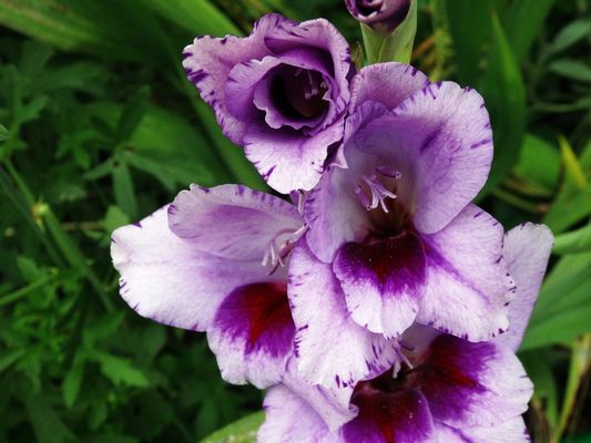 Violette Gladiole im heimischen Garten