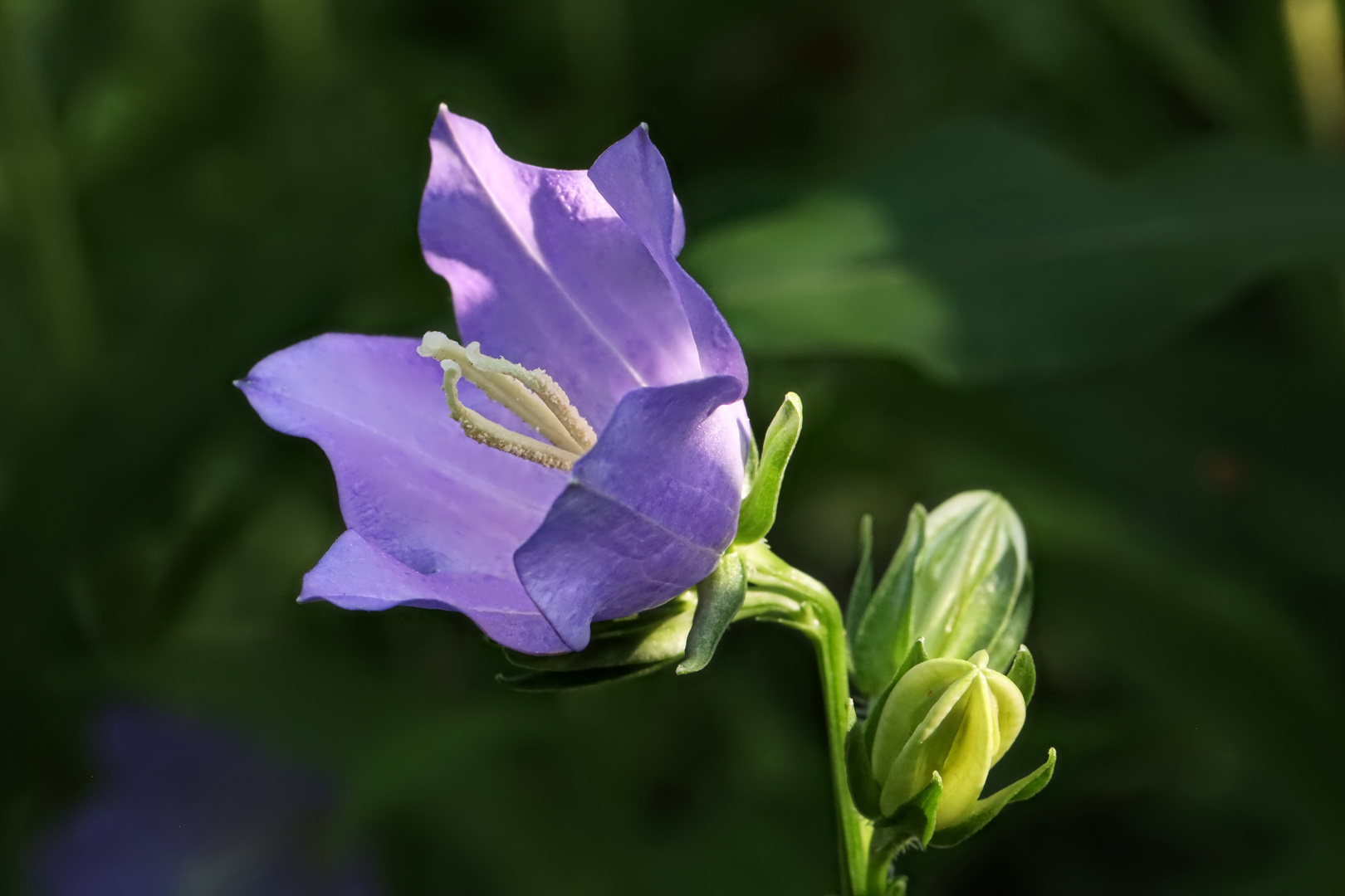 violette Glockenblume  -  violet bell flower