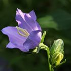 violette Glockenblume  -  violet bell flower