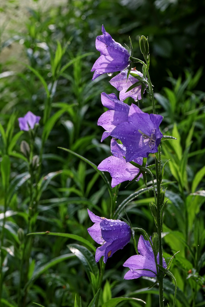 violette Glockenblumen  -  violet bell flowers