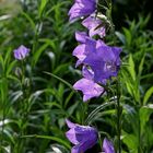 violette Glockenblumen  -  violet bell flowers