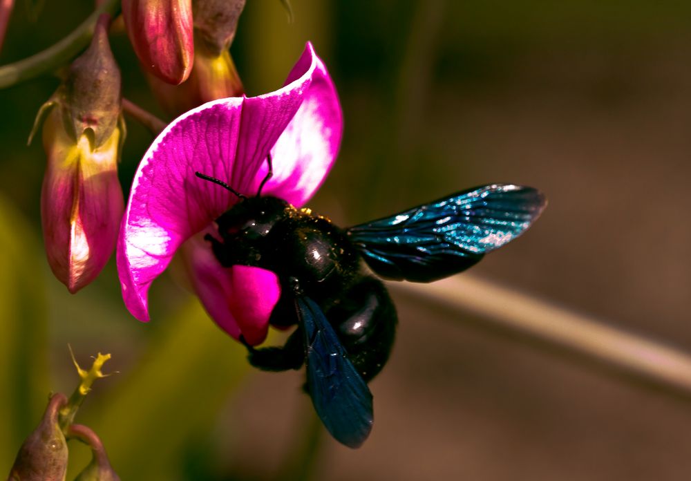 Violette Holzbiene...