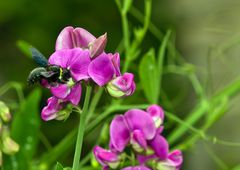 Violette Holzbiene