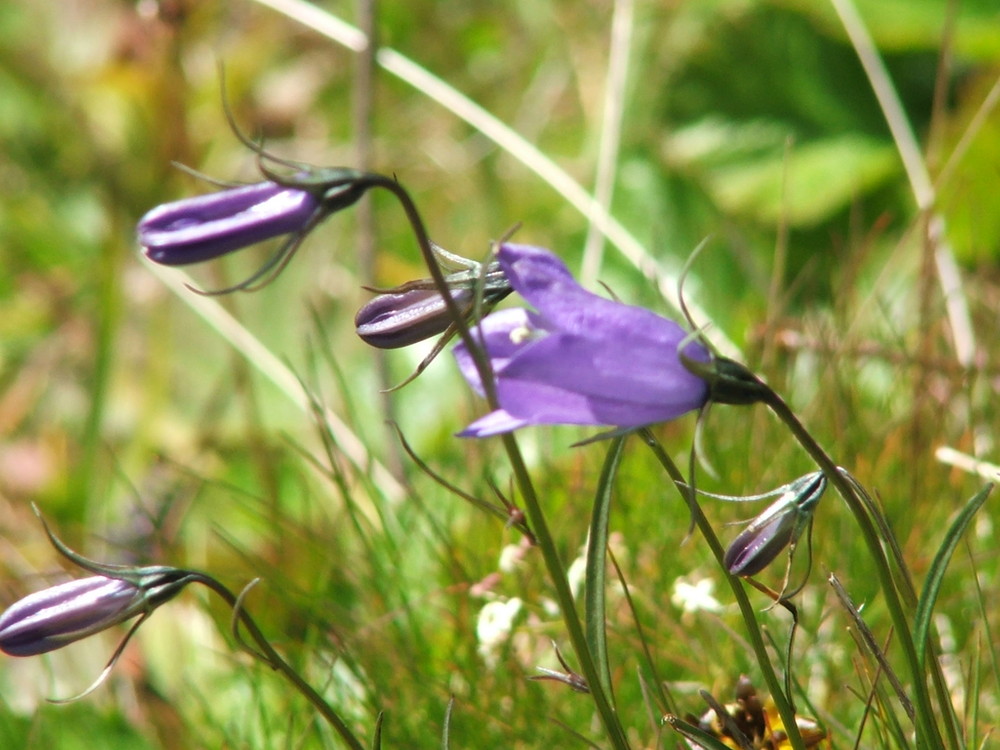 violette in primo piano