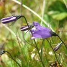 violette in primo piano