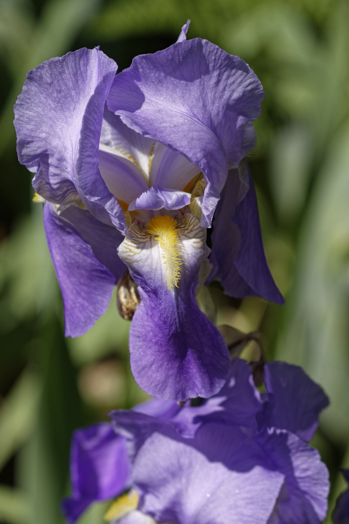 Violette Iris
