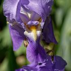 Violette Iris