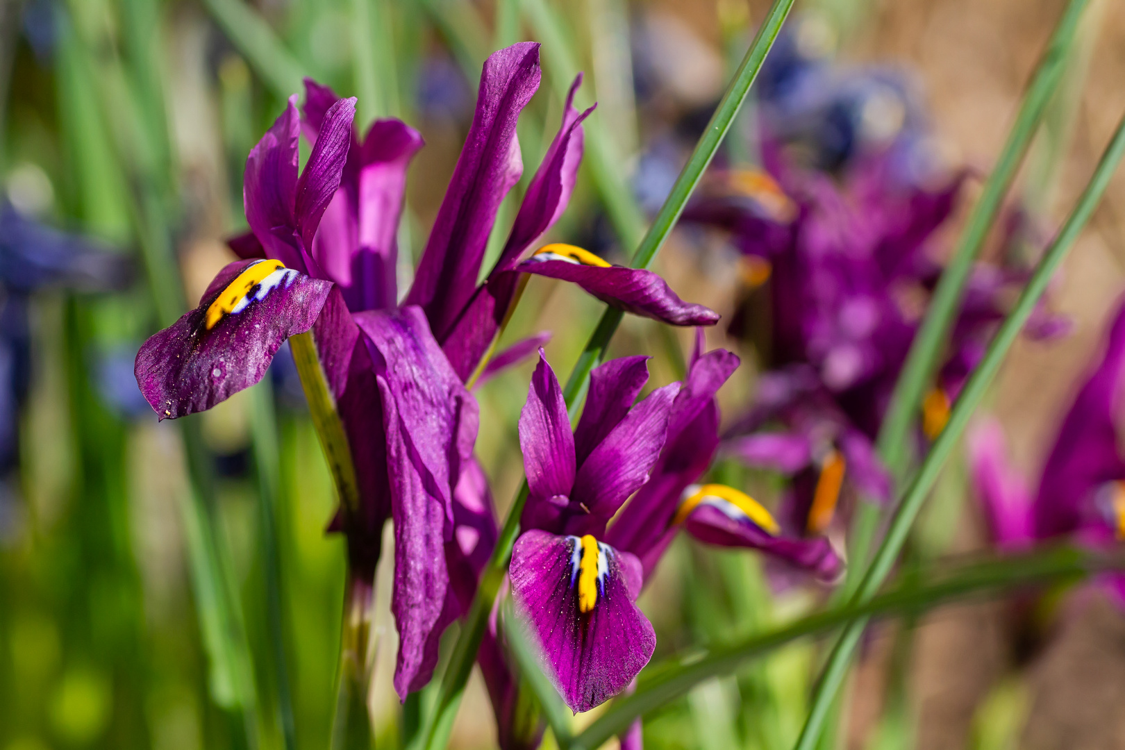 Violette Iris