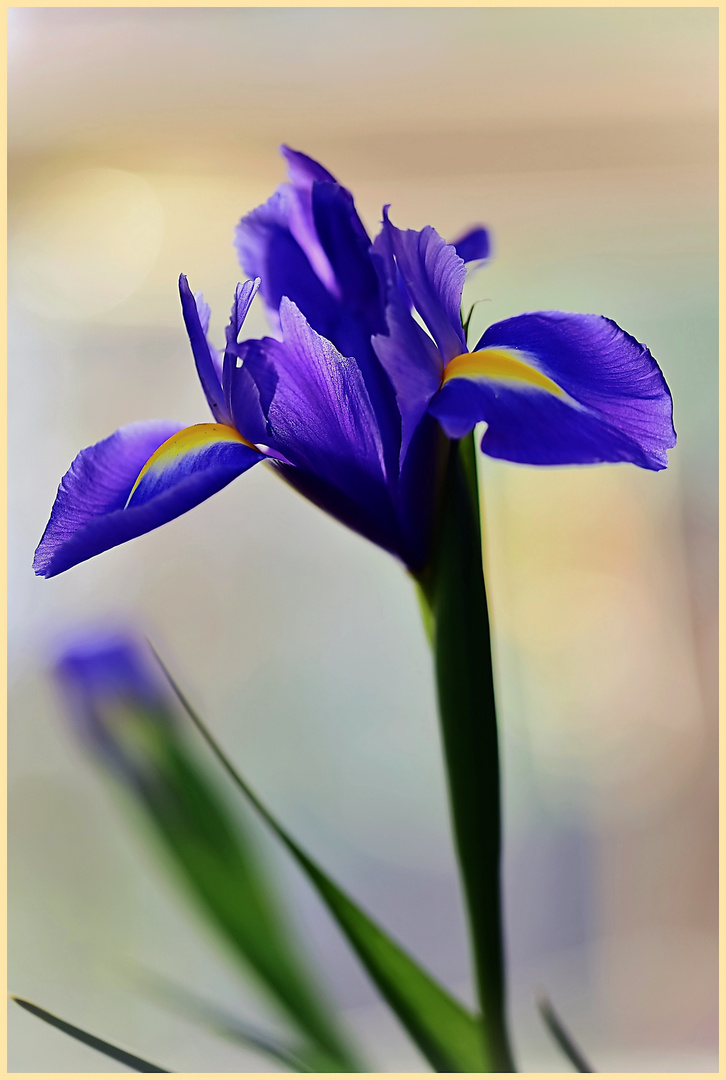 violette Iris