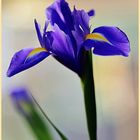 violette Iris