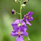 Violette Königskerze (Verbascum phoeniceum)