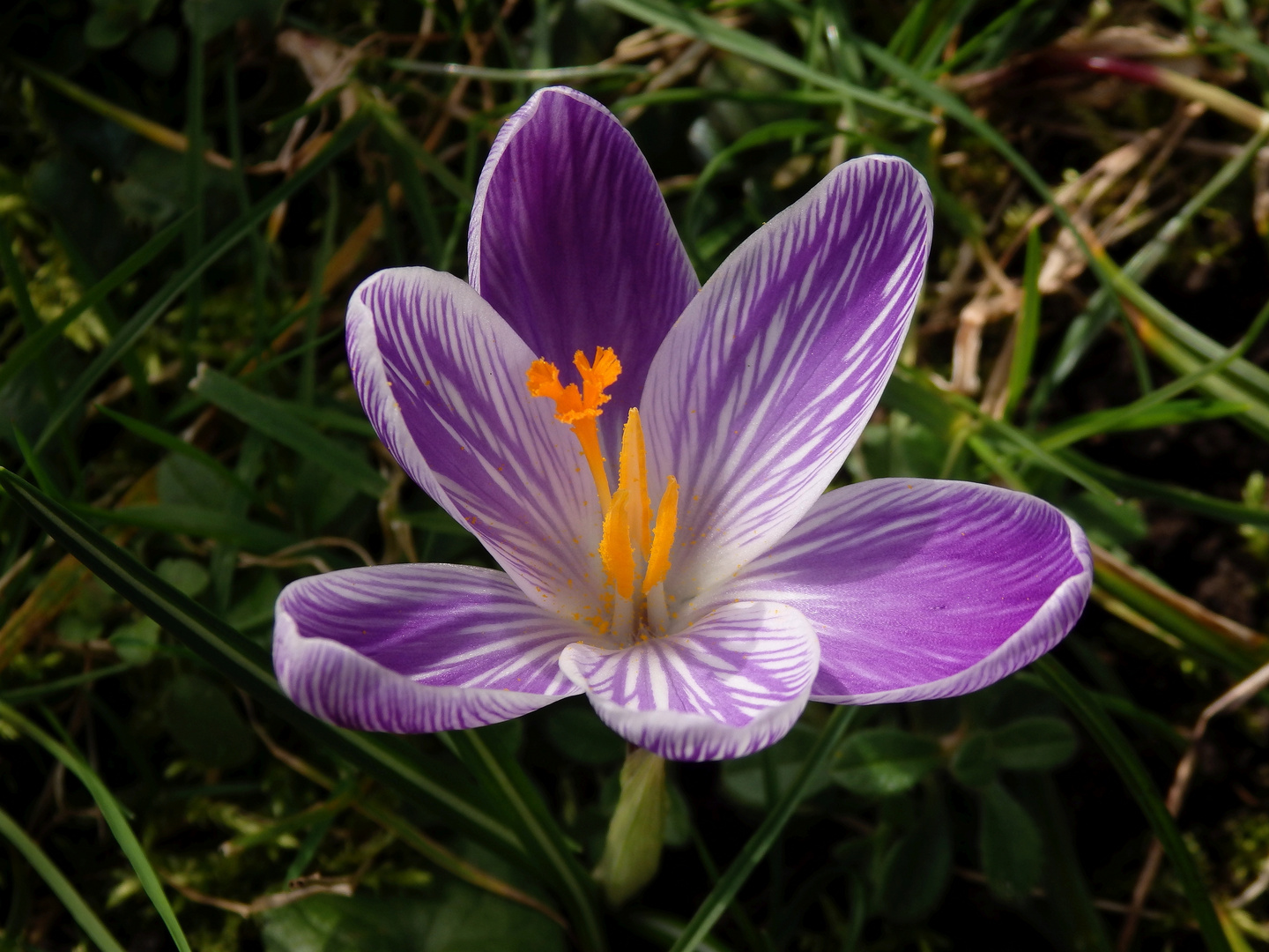 Violette Krokusse - schöne Farbtupfer im Garten