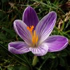 Violette Krokusse - schöne Farbtupfer im Garten