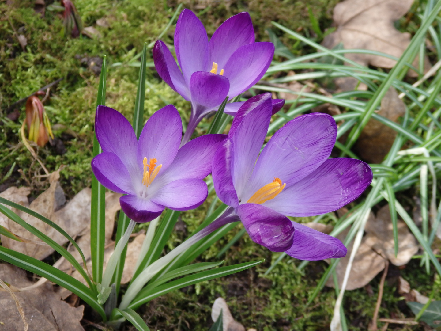 Violette Krokusse schöne Farbtupfer im Garten Foto & Bild pflanzen