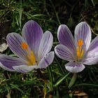 Violette Krokusse - schöne Farbtupfer im Garten