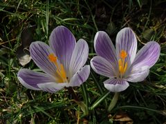 Violette Krokusse - schöne Farbtupfer im Garten