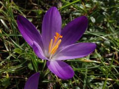 Violette Krokusse - schöne Farbtupfer im Garten