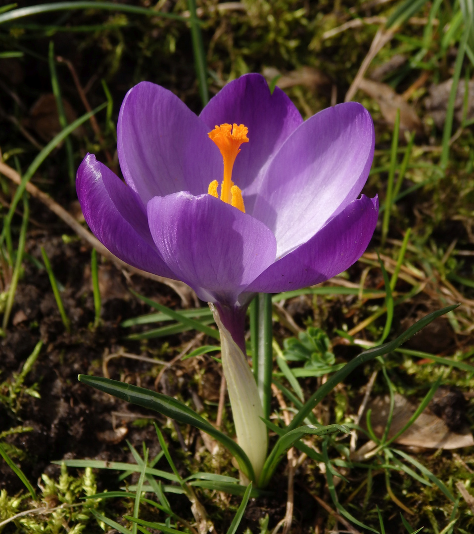 Violette Krokusse - schöne Farbtupfer im Garten