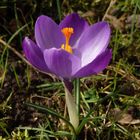 Violette Krokusse - schöne Farbtupfer im Garten