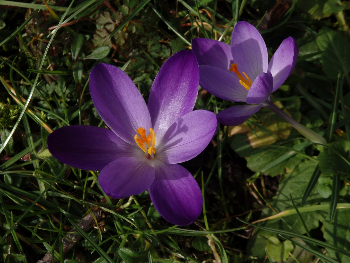 Violette Krokusse - schöne Farbtupfer im Garten