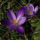 Violette Krokusse - schöne Farbtupfer im Garten