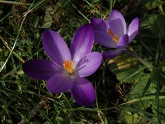 Violette Krokusse - schöne Farbtupfer im Garten