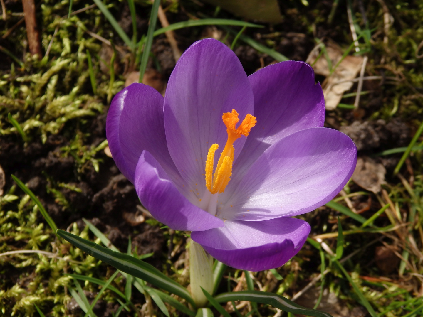 Violette Krokusse - schöne Farbtupfer im Garten