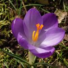 Violette Krokusse - schöne Farbtupfer im Garten