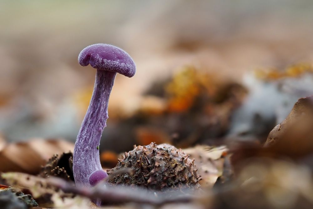 Violette Lacktrichterlinge