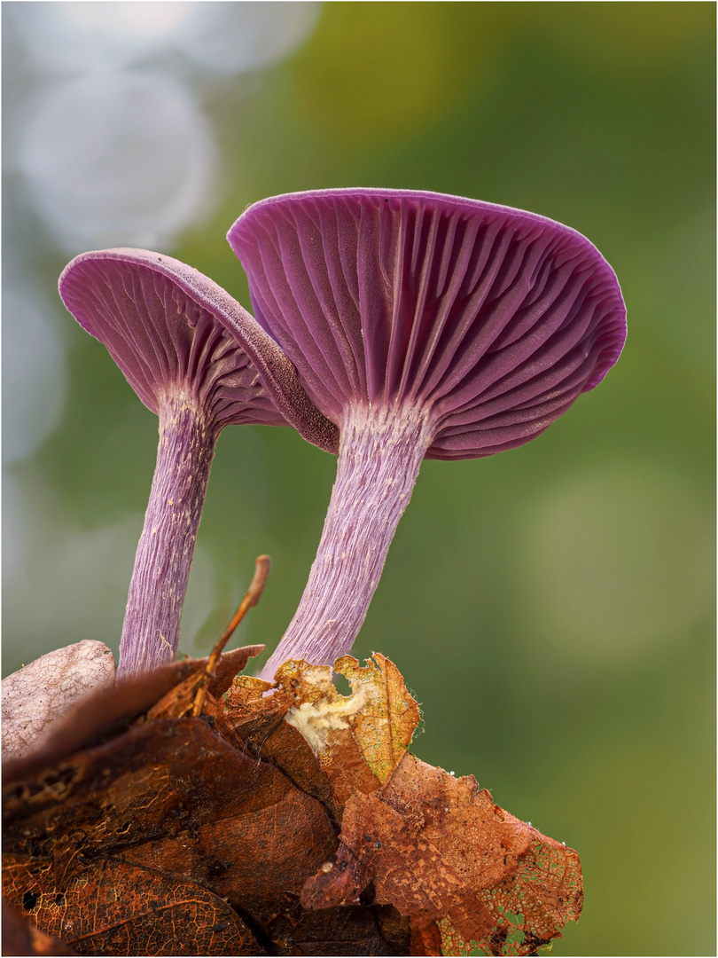 Violette Lacktrichterlinge