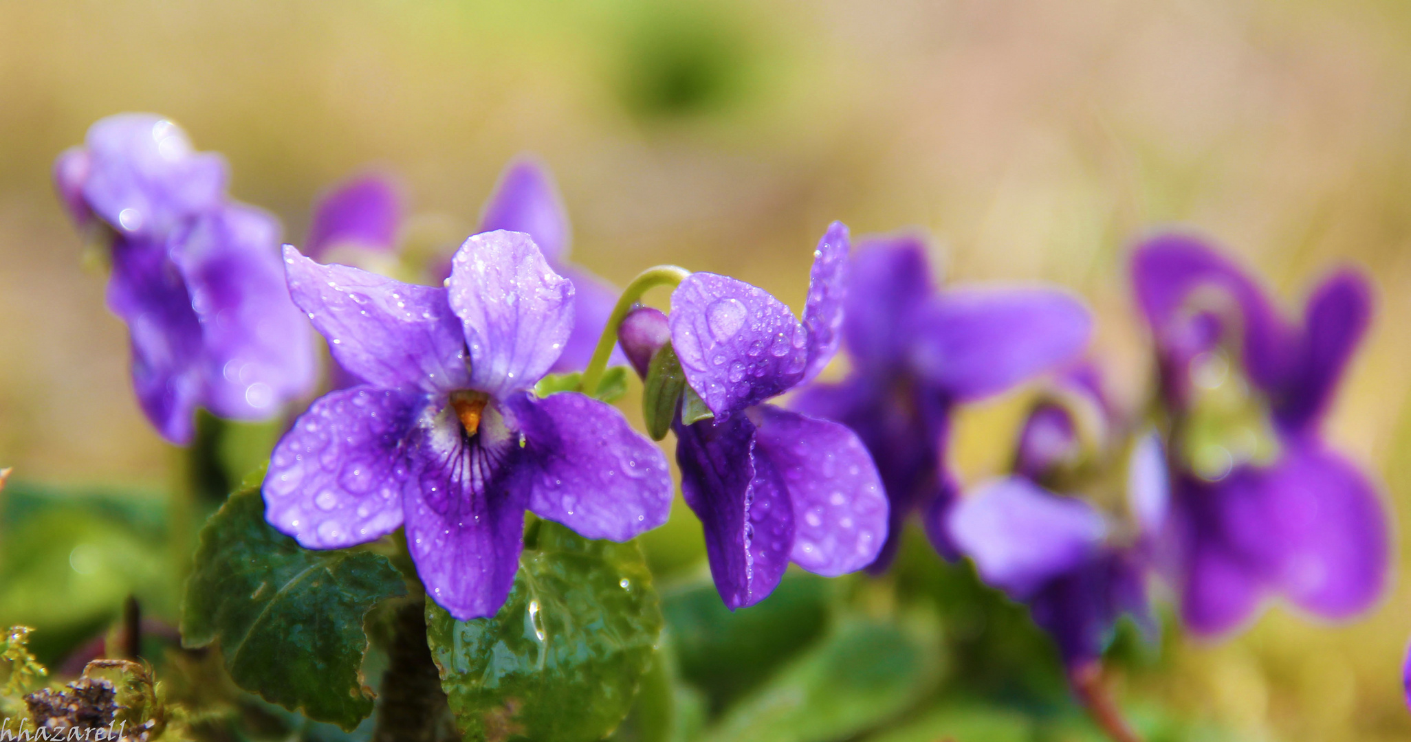 violette, le printemps arrive!