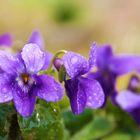 violette, le printemps arrive!