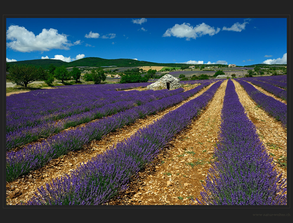 Violette Linien