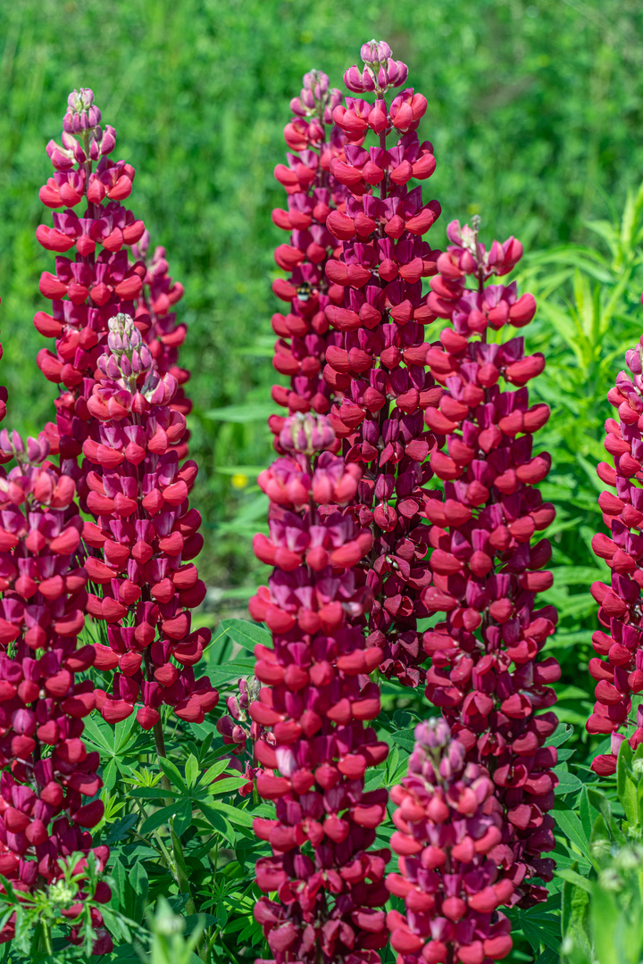 violette Lupine