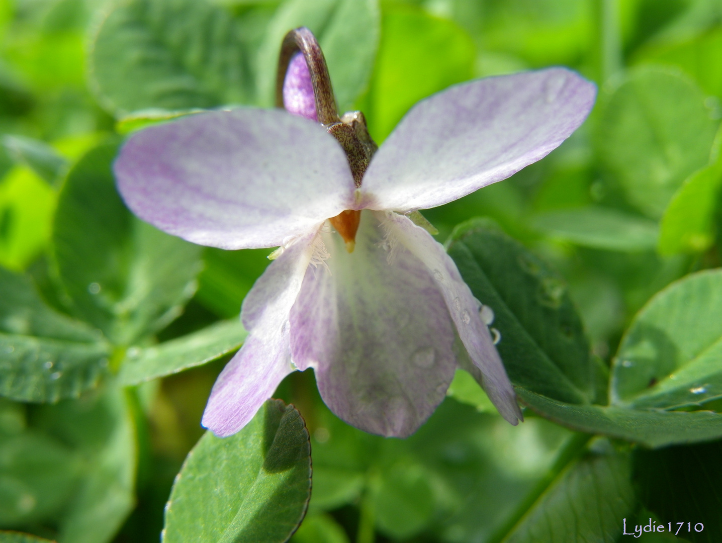 Violette - moi ...