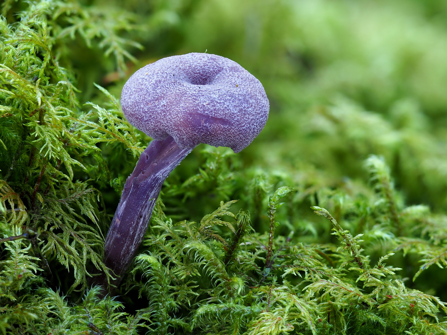 Violette oder Amethystblaue Lacktrichterling (Laccaria amethystea)