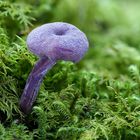 Violette oder Amethystblaue Lacktrichterling (Laccaria amethystea)