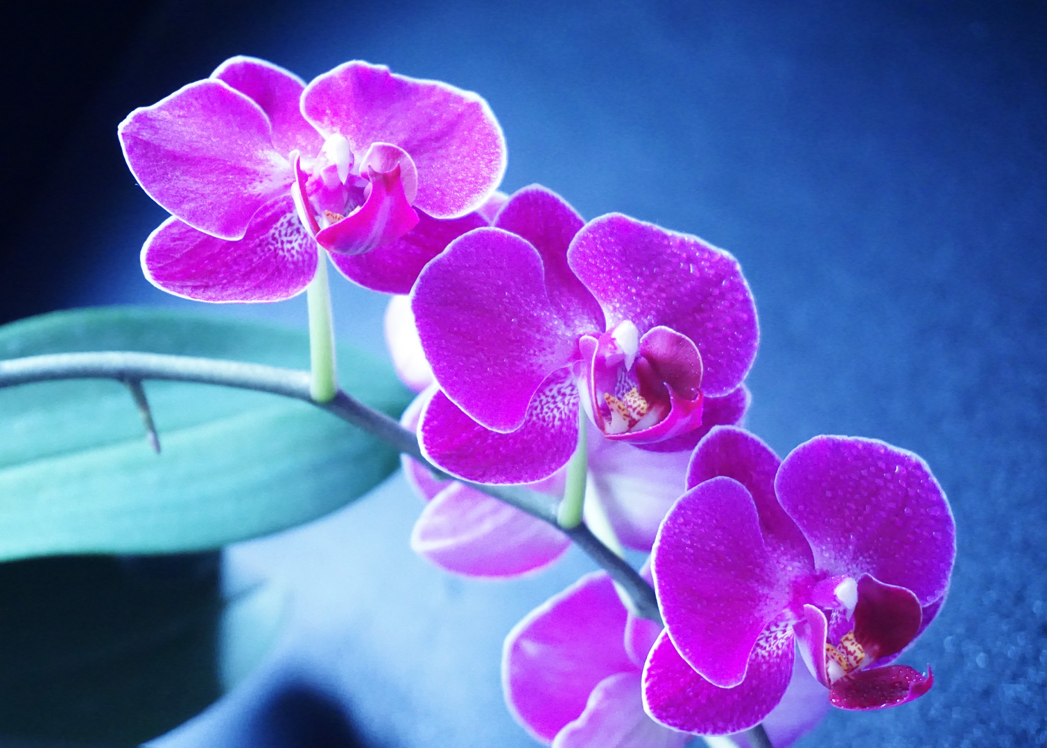 Violette Orchidee