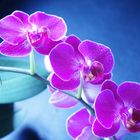 Violette Orchidee