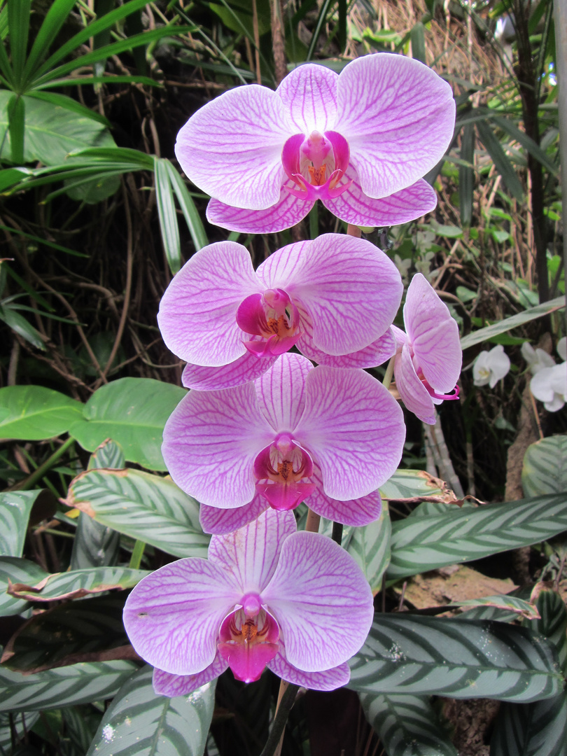 Violette Orchidee