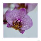 violette Orchidee
