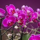 Violette Orchideen