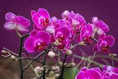 Violette Orchideen