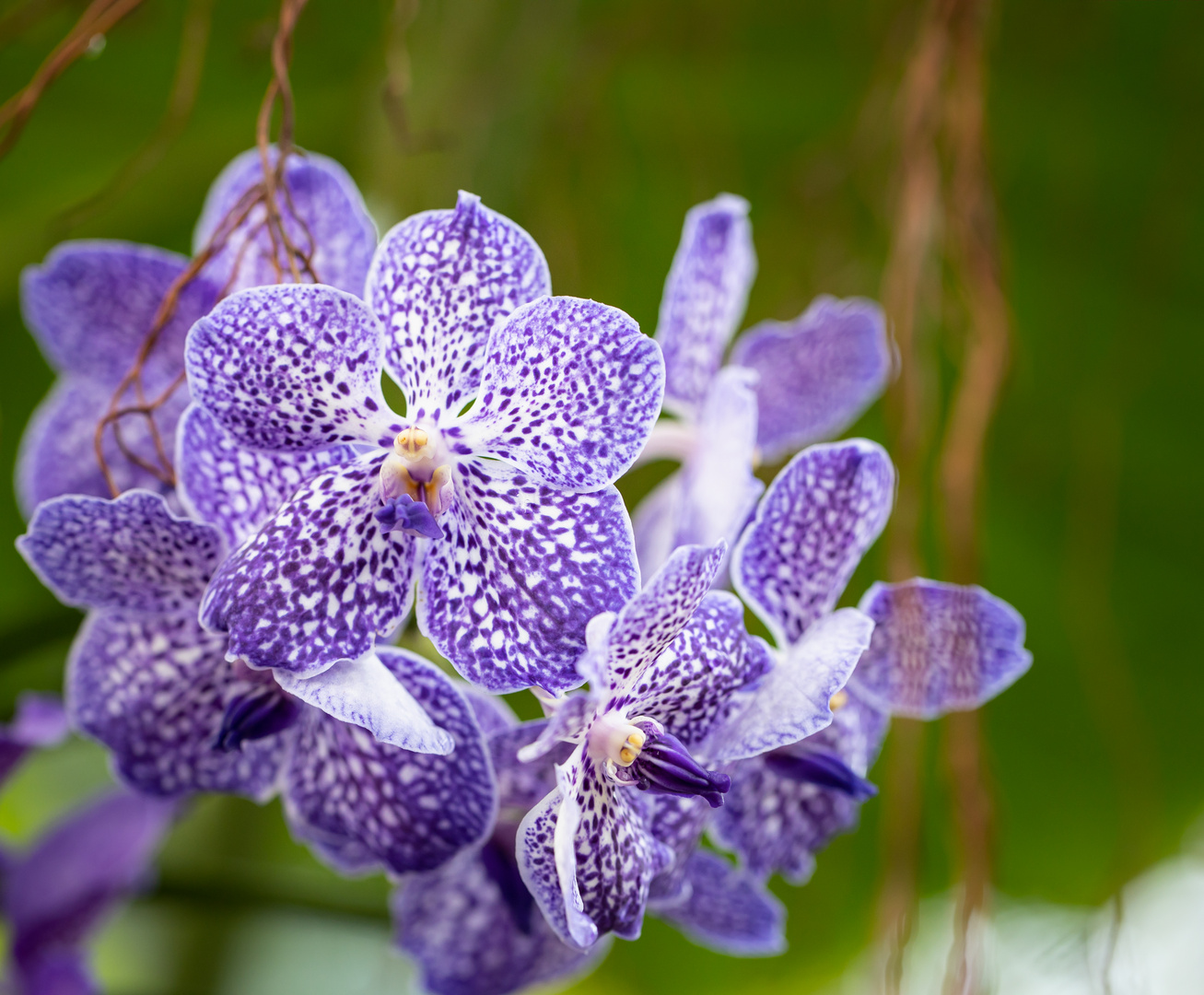 Violette Orchideenblüte