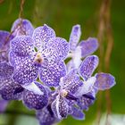 Violette Orchideenblüte