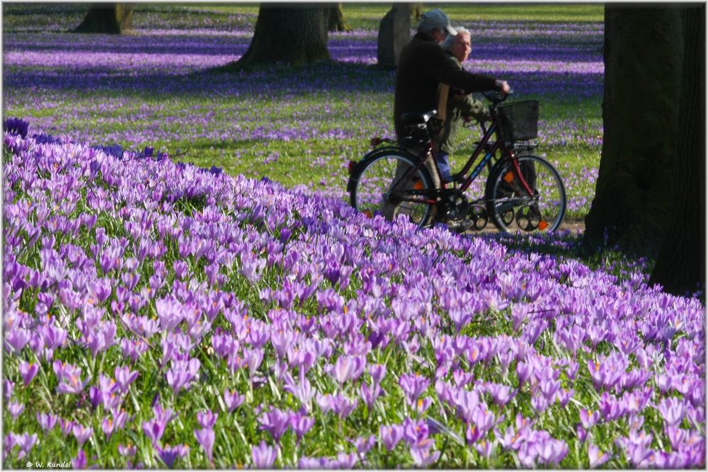 violette Orgie in Husum