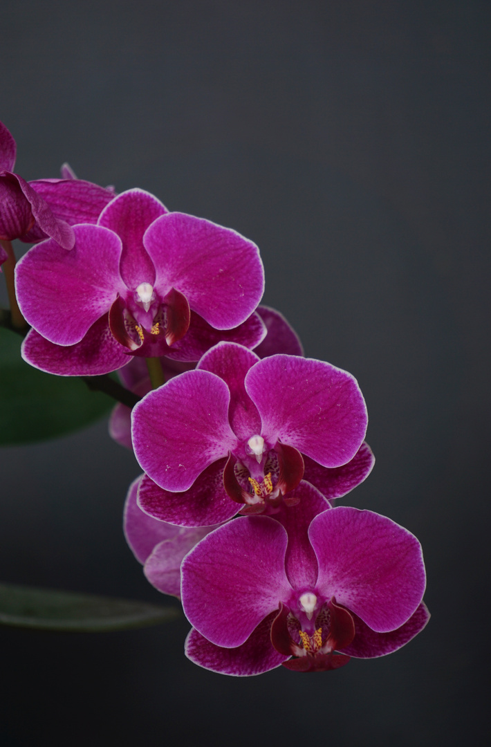 Violette Phalaenopsis