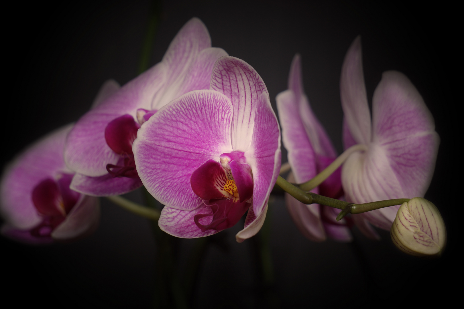 Violette Phalaenopsis