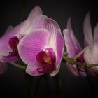 Violette Phalaenopsis