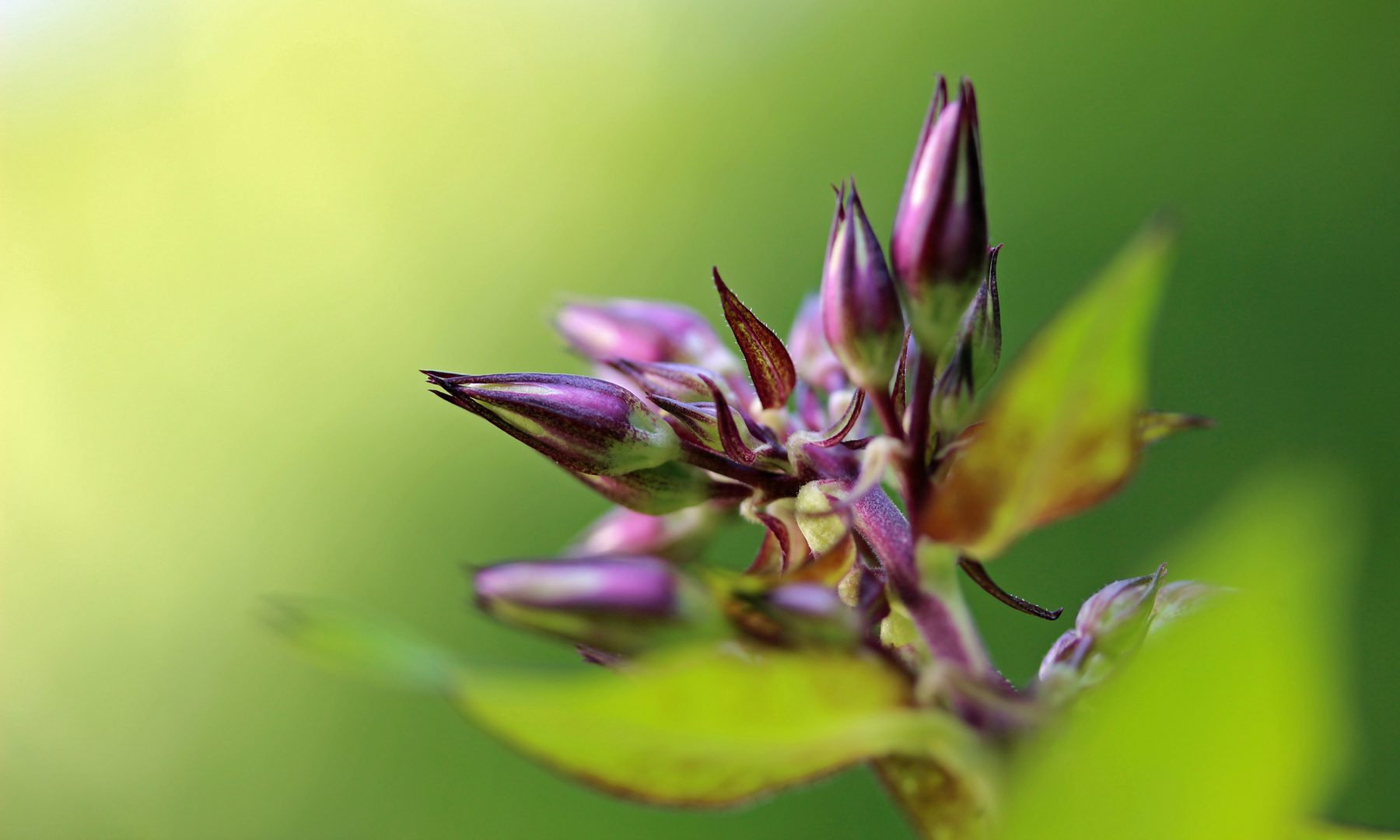 Violette Phlox-Knospe